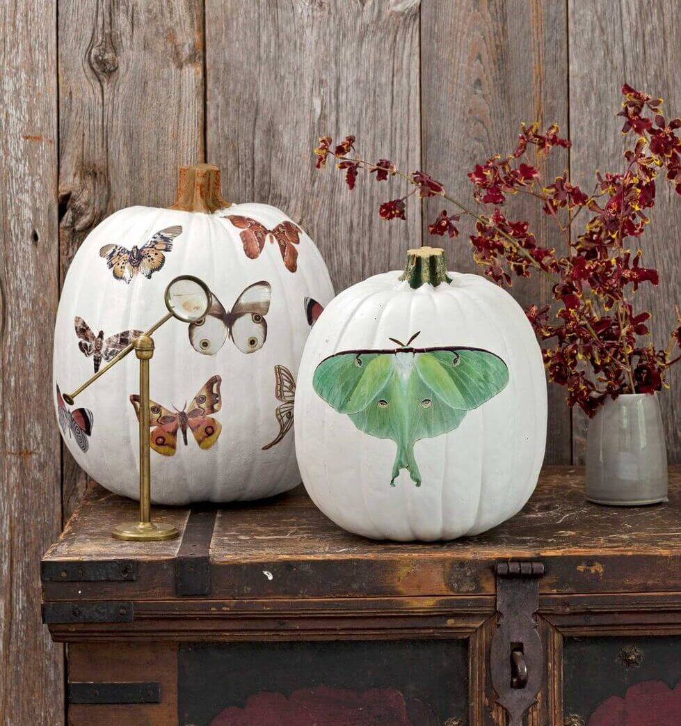 30-Moth Decal Pumpkins