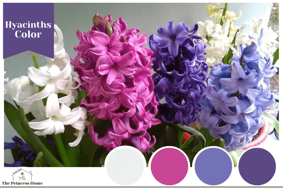 Hyacinths