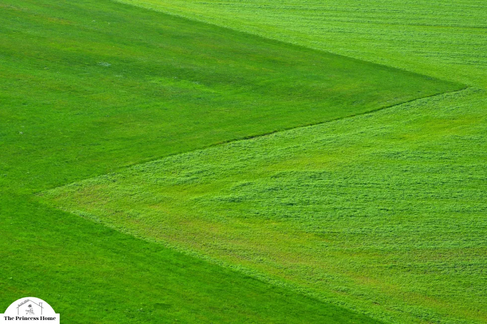 The Influence of Color on Emotions: Green