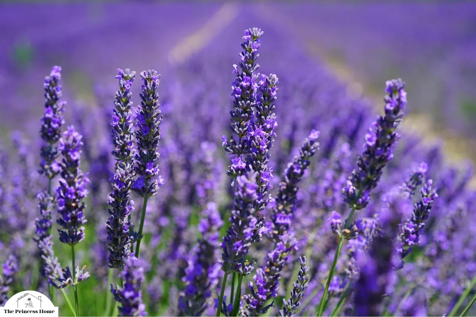 The Influence of Color on Emotions: Purple: