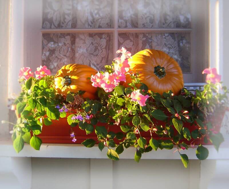 33 Fall Box Ideas for Your Windows