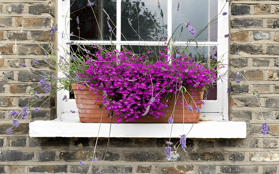 8 Fall Box Ideas for Your Windows: 