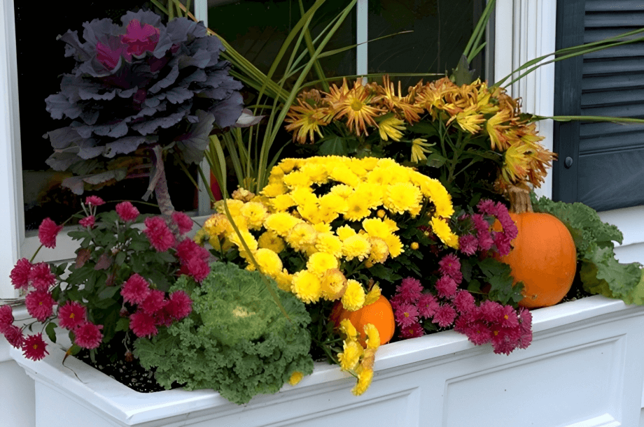11 Fall Box Ideas for Your Windows: 