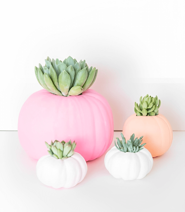 14-Painted Pumpkin Succulents