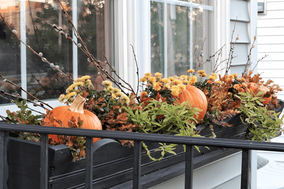 1 Fall Box Ideas for Your Windows: 