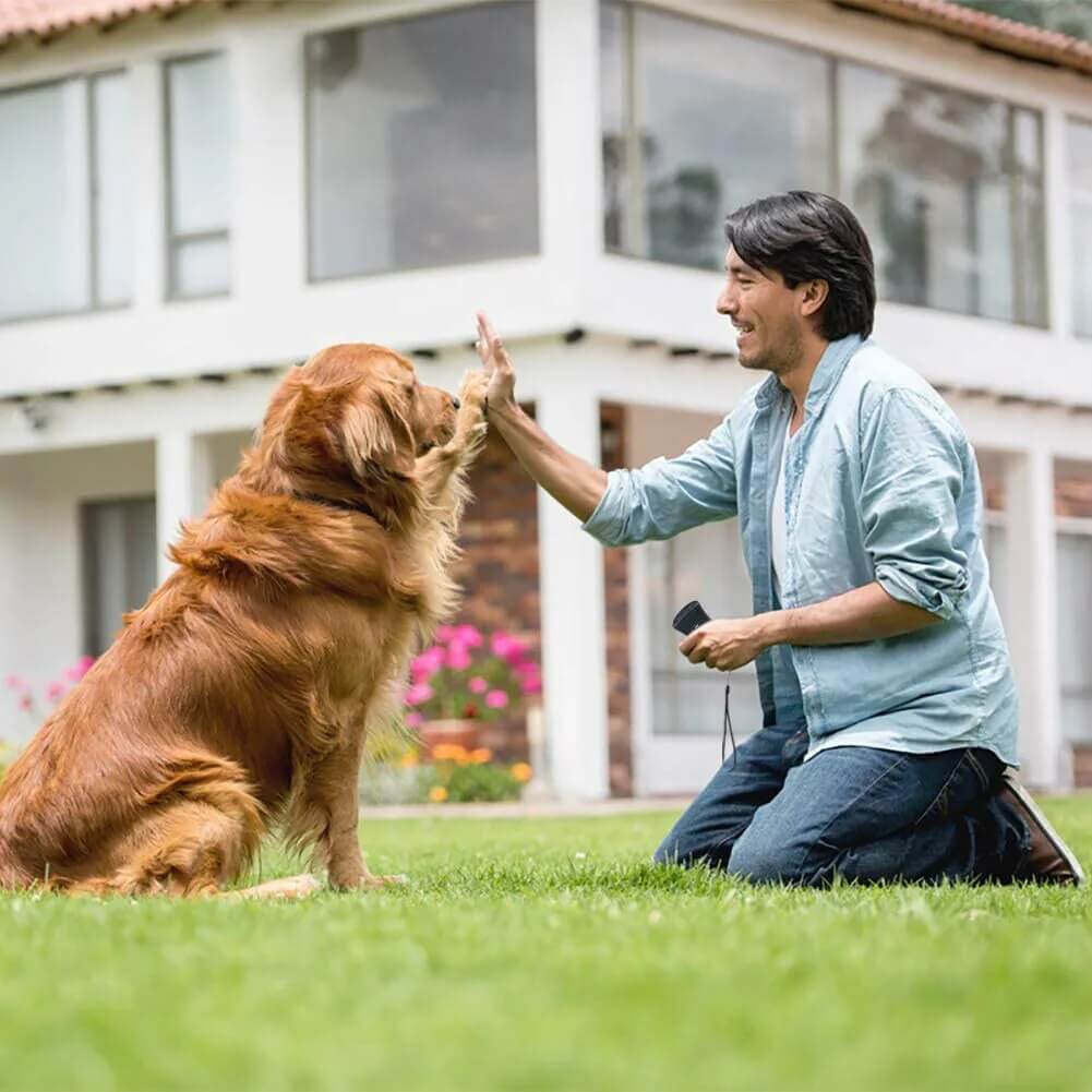 20.Consider a Dog
