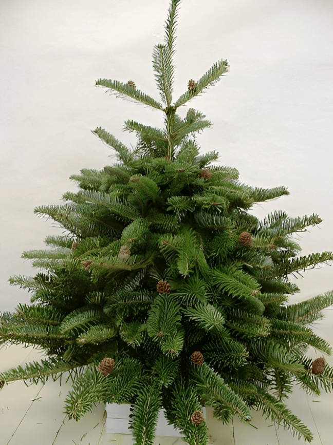 5. Consider Environmental Impact