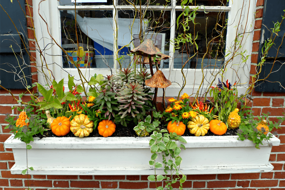 15-Fall Box Ideas for Your Windows: 