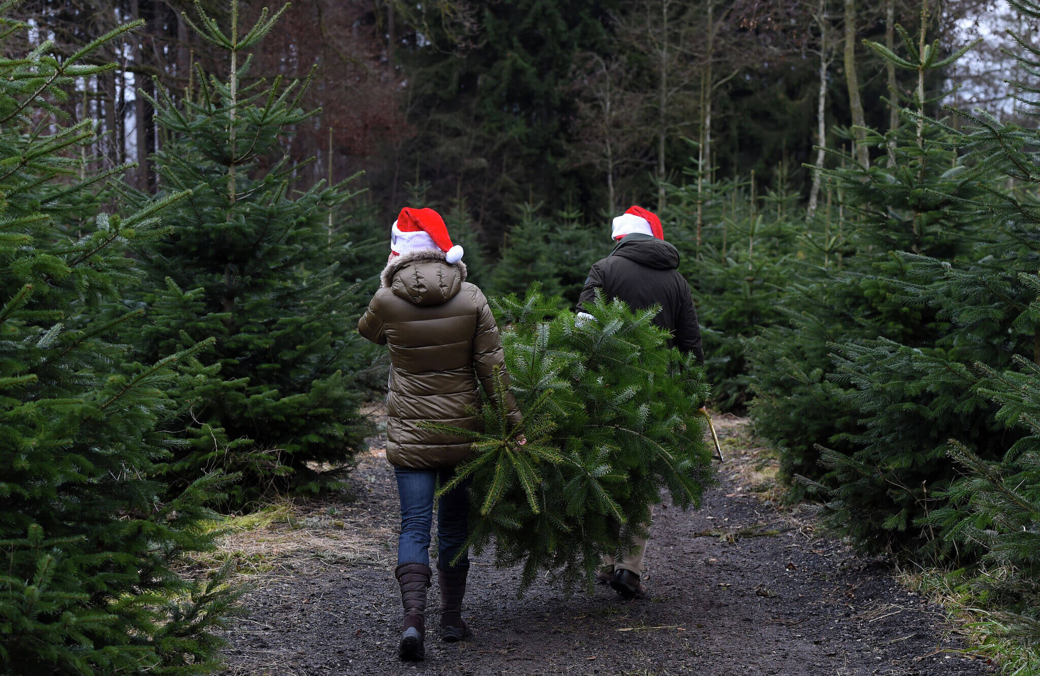 How to Choose the Perfect Natural Christmas Tree: A Comprehensive Guide