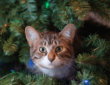 How to Keep Cats Away from Your Christmas Tree: Tips and Tricks