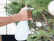 How to Keep a Real Christmas Tree Alive and Vibrant Throughout the Holiday Season