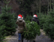 How to Choose the Perfect Natural Christmas Tree: A Comprehensive Guide