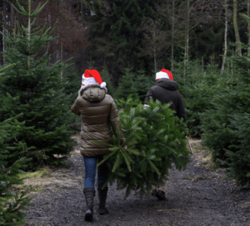 How to Choose the Perfect Natural Christmas Tree: A Comprehensive Guide