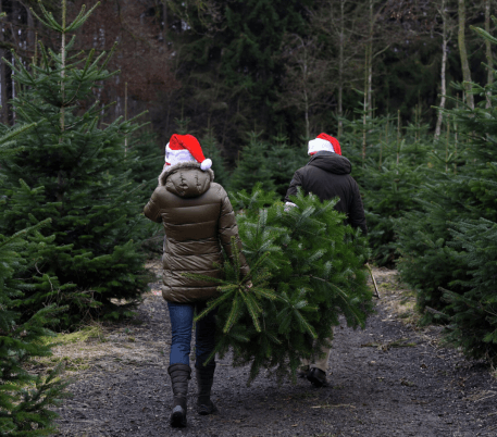 How to Choose the Perfect Natural Christmas Tree: A Comprehensive Guide